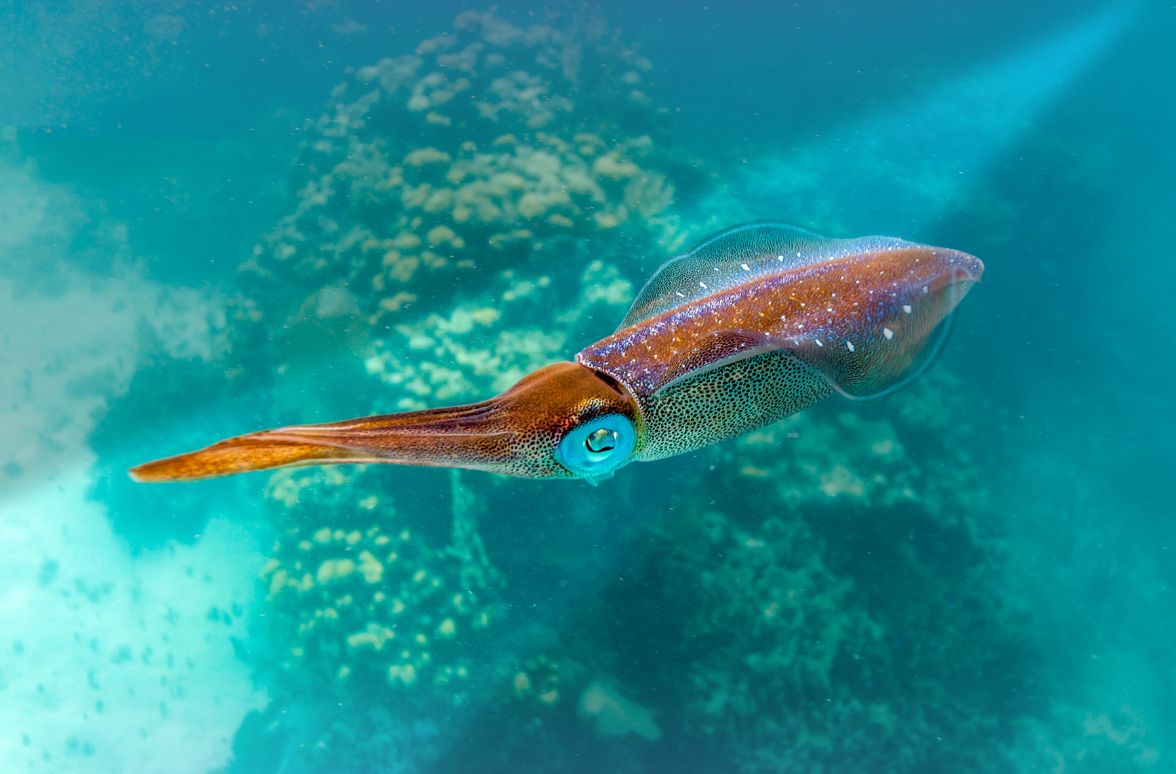 Kalamar Avı Nasıl Yapılır? 